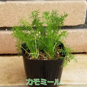 カモミール キッチンハーブ 苗 2株セット カミツレ 無農薬栽培品 ベビーリーフ 家庭菜園 おうち野菜｜hanamankai