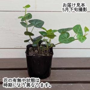 アイビー(ヘデラ) ハートリーフ 3号(直径9...の詳細画像1