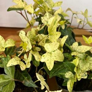 アイビー(ヘデラ) 白雪姫 3号（直径9cm）ポット苗 １株 観葉植物 カラーリーフ　寄せ植え