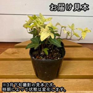 アイビー(ヘデラ) 白雪姫 3号(直径9cm)...の詳細画像1