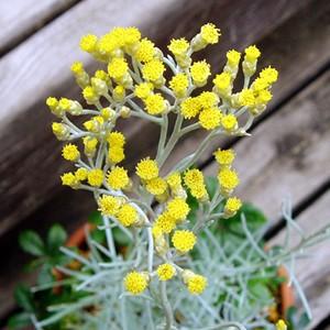 黄色い花のハーブの商品一覧 通販 Yahoo ショッピング