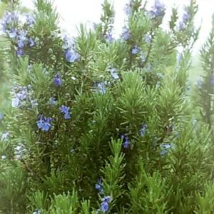 イングの森 花 苗 球根 育て方 ローズマリー ハーブ Yahoo ショッピング