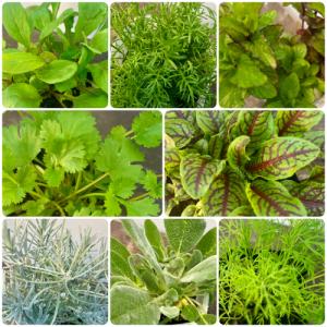 オリーブ ひなかぜ 9cmポット苗1株 常緑高木 家庭樹 シンボルツリー