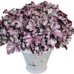 クリスマスローズ 花 苗 冬 春 チベタヌス 鉢植え ベインが入るピンク