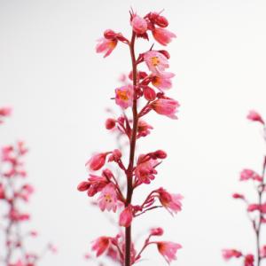 宿根草 ヒューケラ(ツボサンゴ) ドルチェ シ...の詳細画像4