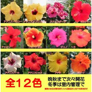 ハイビスカス 花 鉢植え ロングライフシリーズ ...の商品画像