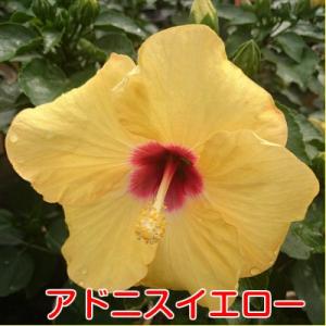 ハイビスカス 花 鉢植え ロングライフシリーズ...の詳細画像1