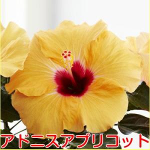 ハイビスカス 花 鉢植え ロングライフシリーズ...の詳細画像2