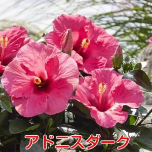 ハイビスカス 花 鉢植え ロングライフシリーズ...の詳細画像3