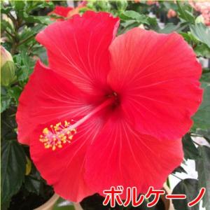 ハイビスカス 花 鉢植え ロングライフシリーズ...の詳細画像4