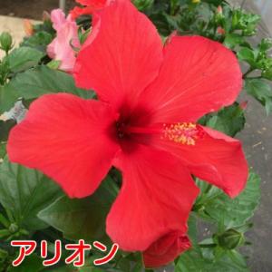 ハイビスカス 花 鉢植え ロングライフシリーズ...の詳細画像5