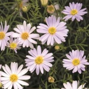 姫小菊 ブラキカム クールホワイト 1株 宿根草 季節の花苗 グランドカバー イングリッシュガーデン 寄せ植え等に N Himekiku Cw イングの森 花 苗 育て方 通販 Yahoo ショッピング