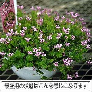 ヒトミソウ 花 苗 リンデルニア ルビー １株 グランドカバー ひとみ草 宿根 多年｜hanamankai