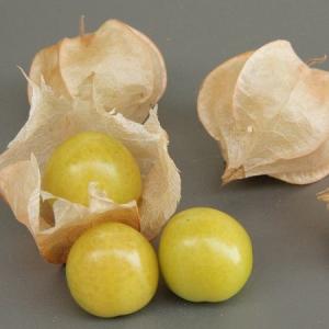 イングの森 花 苗 球根 育て方 ホオズキ ほおずき 夏 秋楽しむ Yahoo ショッピング