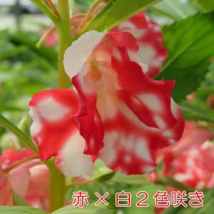 ホウセンカ(ほうせんか)の苗 花 5色から選べ...の詳細画像2