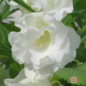 ホウセンカ(ほうせんか)の苗 花 5色から選べ...の詳細画像3