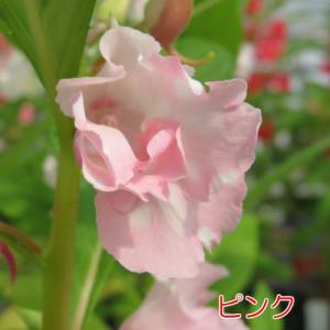 ホウセンカ(ほうせんか)の苗 花 5色から選べ...の詳細画像4