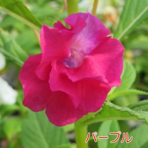 ホウセンカ(ほうせんか)の苗 花 5色から選べ...の詳細画像5