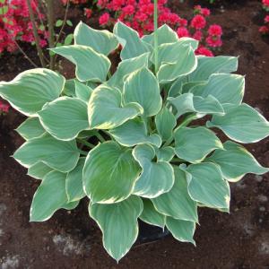 イングの森 花 苗 球根 育て方 今 旬なのはこれ 新着 再開商品情報 Yahoo ショッピング