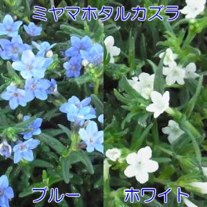 イングの森 花 苗 育て方 リソドラ ミヤマホタルカズラ その３ ハ ワ Yahoo ショッピング