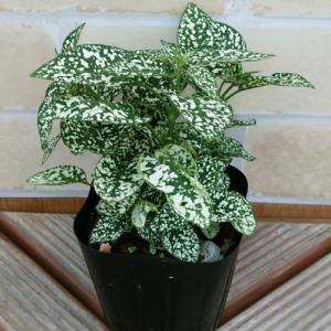 イングの森 花 苗 育て方 ヒポエステス 葉を楽しむ Yahoo ショッピング