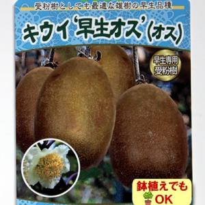 果樹 苗木 すもも 夏 プラム ビューティー 4.5号 13.5cm ポット 1株