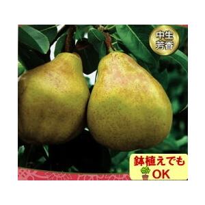 ラ・フランス 果樹 苗木 梨 なし ナシ 4.5号 直径13.5cm ポット 落葉樹