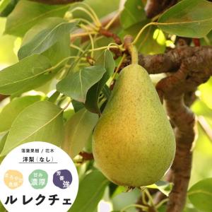 果樹 苗木 トロピカルフルーツ ポポー 1年生 実生 4.5号 13.5cm ポット