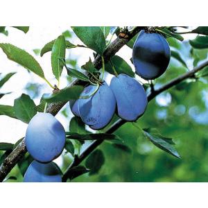 イングの森 花 苗 育て方 プルーン 果樹 家庭樹 Yahoo ショッピング