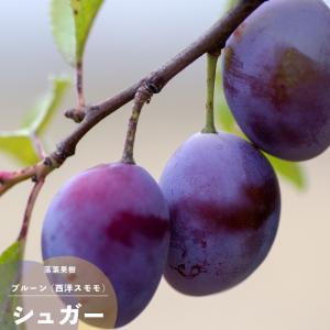 イングの森 花 苗 育て方 プルーン 果樹 家庭樹 Yahoo ショッピング