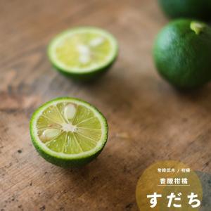 果樹 苗木 すだち スダチ 鉢植え 夏 1年生 接ぎ木 4.5号 13.5cm ポット 柑橘類 常緑樹 香酸