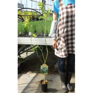 果樹 苗木 すだち スダチ 鉢植え 夏 1年生...の詳細画像2