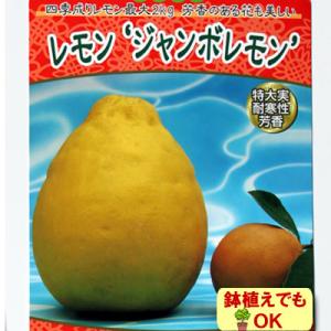 ☆★常緑低木 柑橘系 柑橘　ジャンボレモン 　 13.5cm（4.5号）ロングポット｜hanamankai