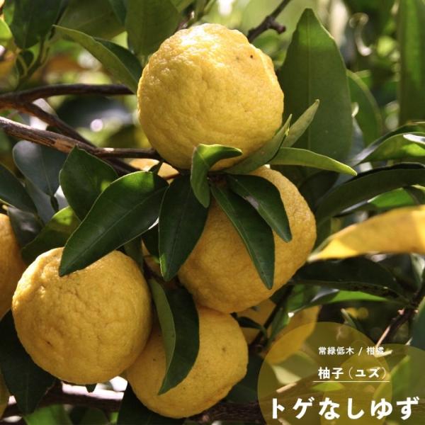ゆず 柚子 果樹 苗木 とげなしユズ 1年生 接ぎ木 4.5号 直径13.5cm ポット 柑橘類 常...
