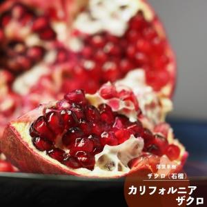 イングの森 花 苗 育て方 ざくろ 果樹 家庭樹 Yahoo ショッピング
