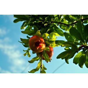 イングの森 花 苗 球根 育て方 ざくろ 果樹 家庭樹 Yahoo ショッピング