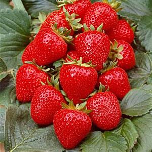 苺中③確認用（パールが赤もしくはライトピンク） 古都華＆パールホワイト・古都華＆淡雪 2P入り - 奈良いちご