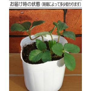 イチゴ(いちご) レッドパール ポット苗1個 ...の詳細画像1