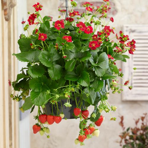 イチゴ ( いちご ) ルビーアン 3号（直径9cm）ポット苗1個 四季なり いちご 苗