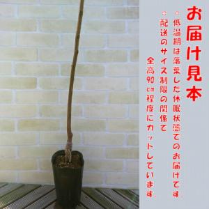 果樹苗 イチジク 苗木 ダルマティ / コンテ...の詳細画像2