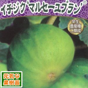 果樹苗 イチジク 青皮(チンピ) 1株 : 花と緑 国華園 - 通販 - Yahoo