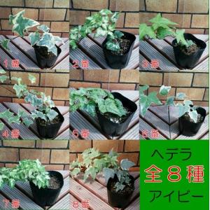 イングの森 花 苗 育て方 ヘデラ アイビー 葉を楽しむ Yahoo ショッピング
