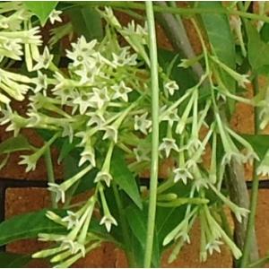 牡丹 花 苗 ボタン 鉢植え 春 連鶴 れんかく 豪華 多弁 八重 半抱え
