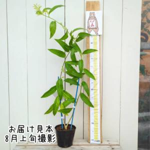 ナイトジャスミン(夜香木/ヤコウボク) 4号(...の詳細画像1