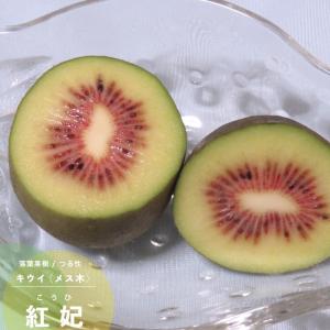 キウイ花粉の商品一覧 通販 Yahoo ショッピング