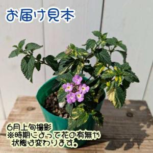 コバノランタナ 斑入りパープル 3号 (直径9...の詳細画像1