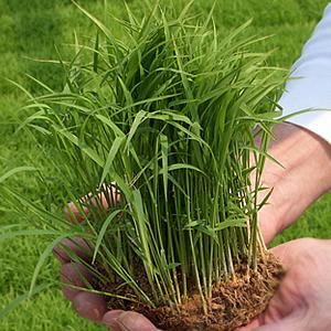 稲苗 3分の1枚 稲の苗 1/3 田植え苗 バケツ苗 学校 稲作り苗 米作り