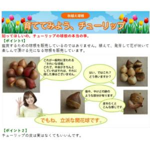 チューリップ アペルドーンズエリート 赤黄 2...の詳細画像1