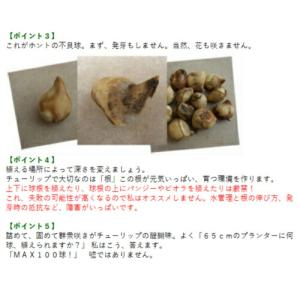 チューリップ アペルドーンズエリート 赤黄 2...の詳細画像2