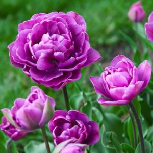 12月12日(金)が今期最終発送】玉ねぎ 苗 100本＼10月末から発送／(中生